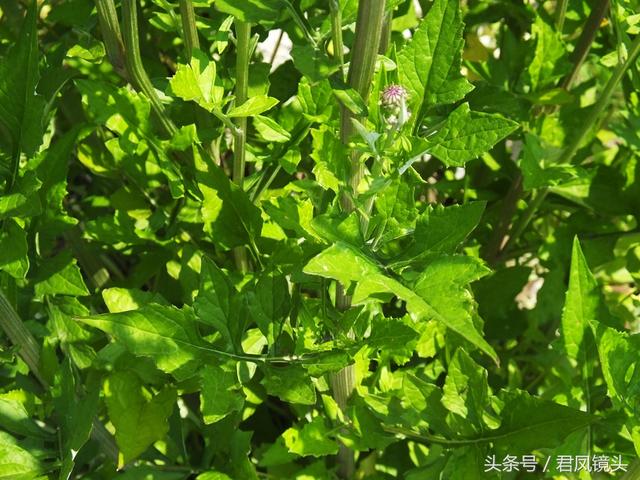 泥胡菜：花朵似绣球 主治乳腺炎 疔疮 风疹