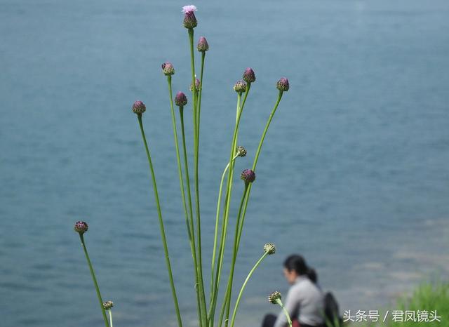 泥胡菜：花朵似绣球 主治乳腺炎 疔疮 风疹