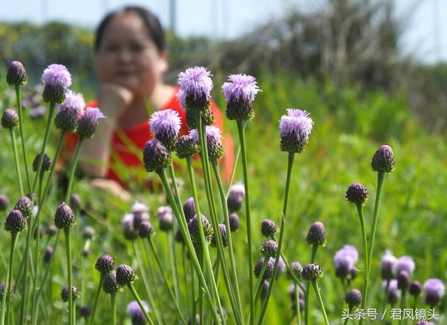 泥胡菜：花朵似绣球 主治乳腺炎 疔疮 风疹