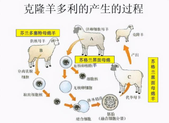 安乐死、被解剖、做标本，世界第一只克隆羊多莉，下场为何这么惨