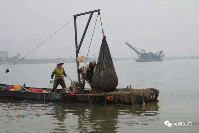 寻味江门：这个吃正宗黄沙蚬的新胜地，大部分的街坊都不知道！