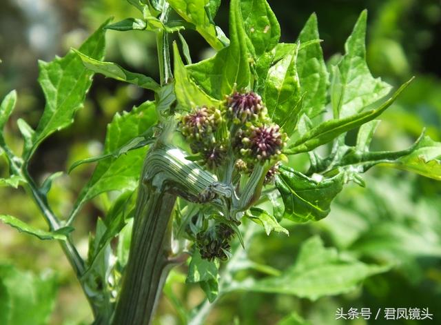 泥胡菜：花朵似绣球 主治乳腺炎 疔疮 风疹