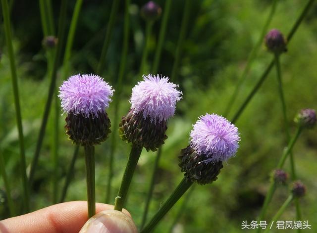 泥胡菜：花朵似绣球 主治乳腺炎 疔疮 风疹