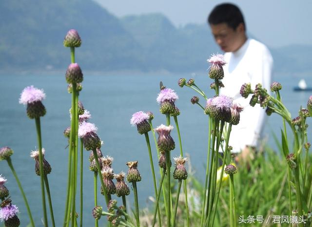 泥胡菜：花朵似绣球 主治乳腺炎 疔疮 风疹