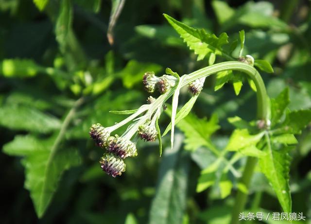 泥胡菜：花朵似绣球 主治乳腺炎 疔疮 风疹