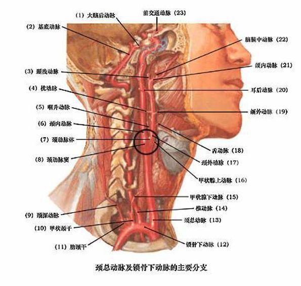 坎妹的劳拉一身绝技，技能太强，动图演示坎妹如何制服敌人