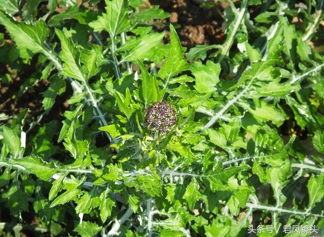 泥胡菜：花朵似绣球 主治乳腺炎 疔疮 风疹