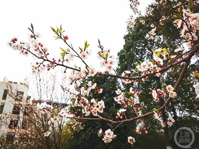 上游新闻带你看校花（10）丨重庆大学 韩平摄影作品