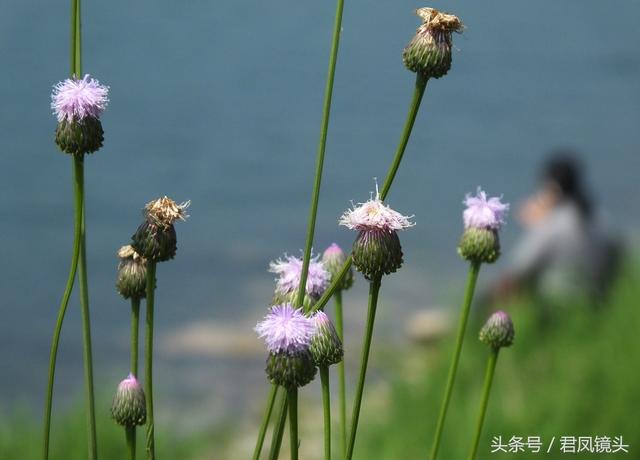 泥胡菜：花朵似绣球 主治乳腺炎 疔疮 风疹