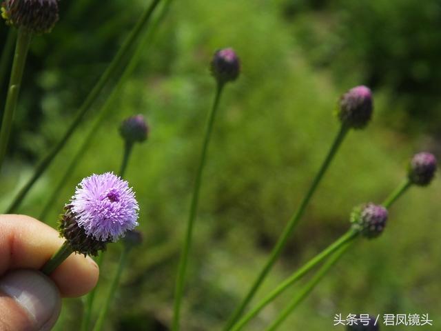 泥胡菜：花朵似绣球 主治乳腺炎 疔疮 风疹