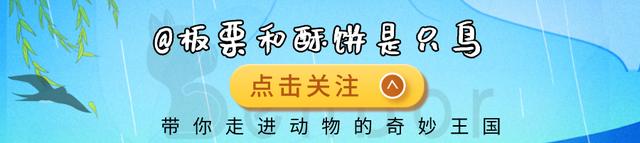 从人类的视觉讲起：了解地球上神奇的蓝色生物，交配前要看颜色