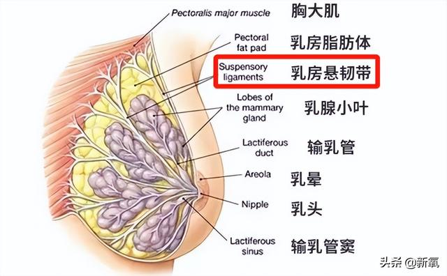 没穿内衣上红毯就被喷胸垮成饼？这两年她经历了啥…