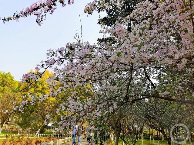 上游新闻带你看校花（10）丨重庆大学 韩平摄影作品