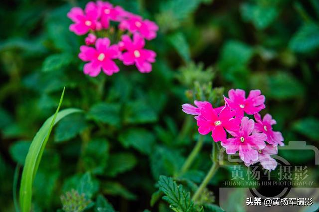 春天里盛开的花朵，绿叶中娇美的美女樱