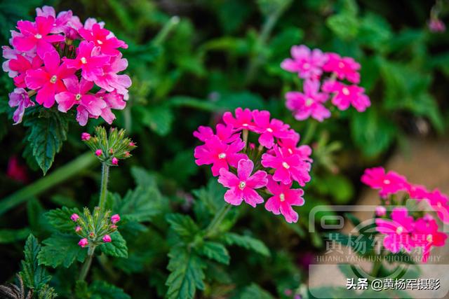 春天里盛开的花朵，绿叶中娇美的美女樱