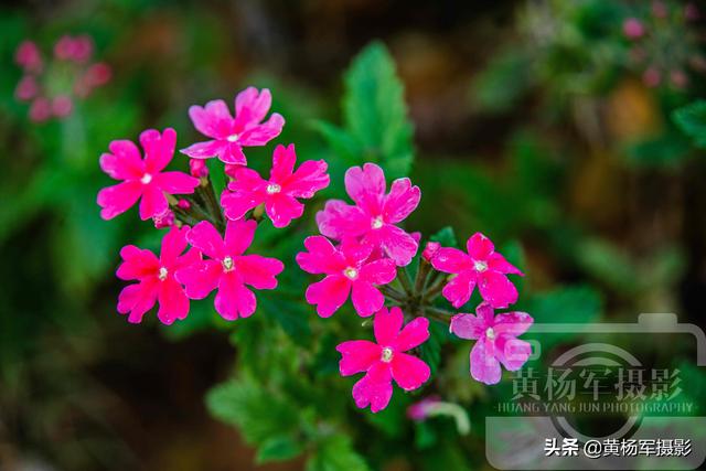 春天里盛开的花朵，绿叶中娇美的美女樱