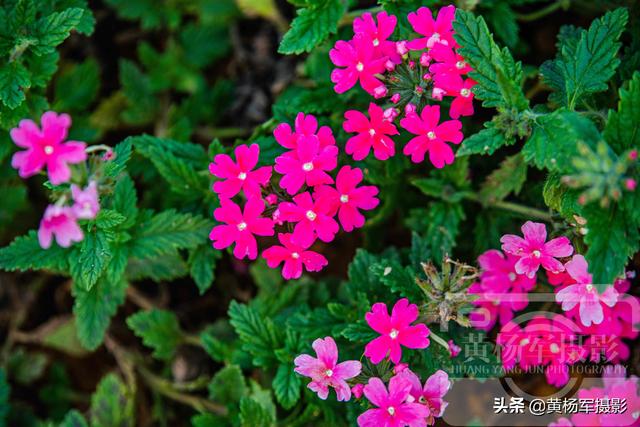 春天里盛开的花朵，绿叶中娇美的美女樱