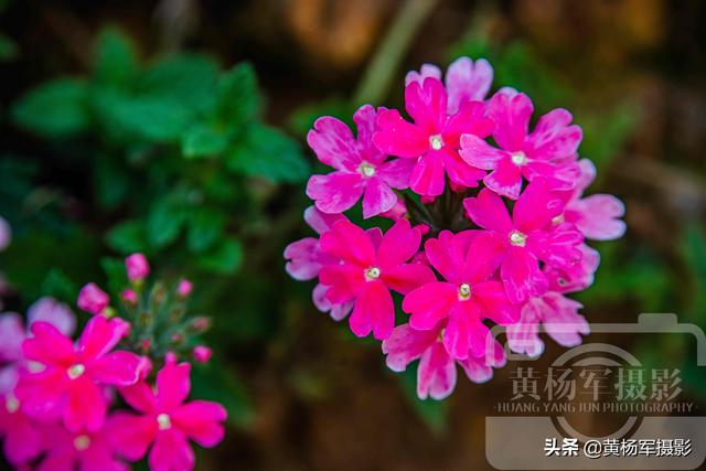 春天里盛开的花朵，绿叶中娇美的美女樱