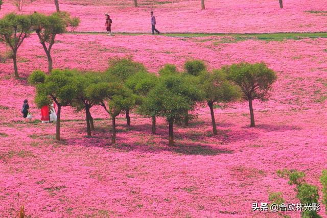 最美人间四月天：弥勒太平湖森林小镇，千亩“美女樱”花开成海