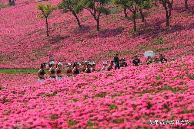 最美人间四月天：弥勒太平湖森林小镇，千亩“美女樱”花开成海