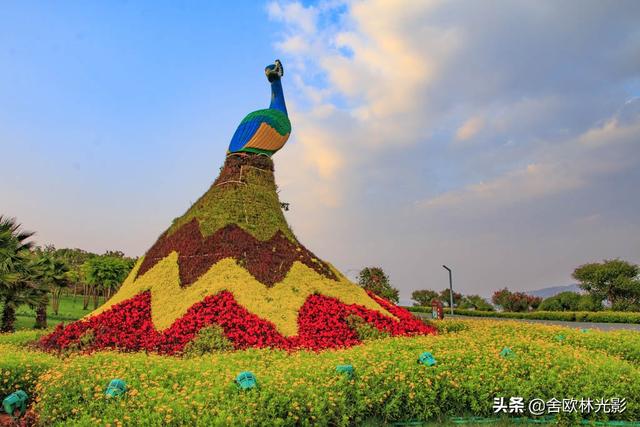 最美人间四月天：弥勒太平湖森林小镇，千亩“美女樱”花开成海