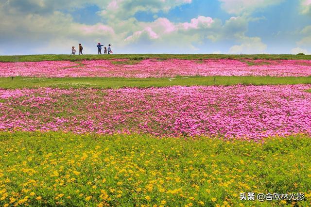 最美人间四月天：弥勒太平湖森林小镇，千亩“美女樱”花开成海