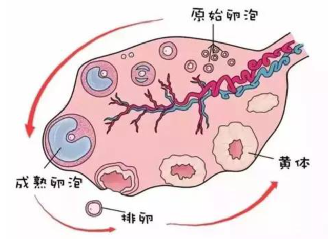 13岁女生肚子爬满“妊娠纹”，去医院一检查，妈妈当场吓懵了