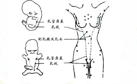 关晓彤“副乳”太明显，身材越来越有料，网友：鹿晗眼光真好