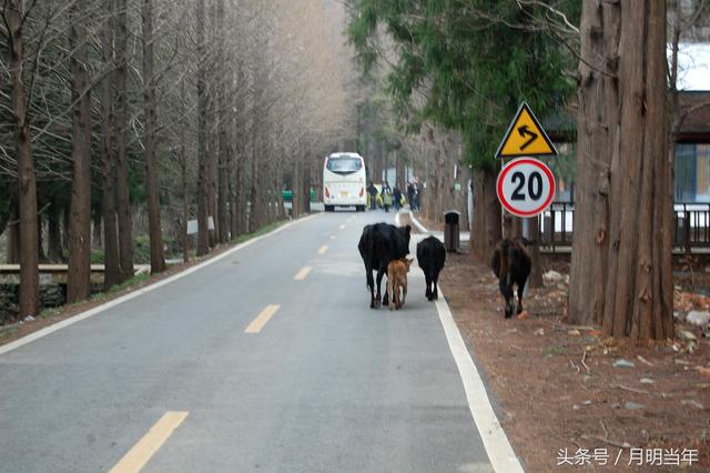 网络大V、汉服美女走进粉色大洪山景区