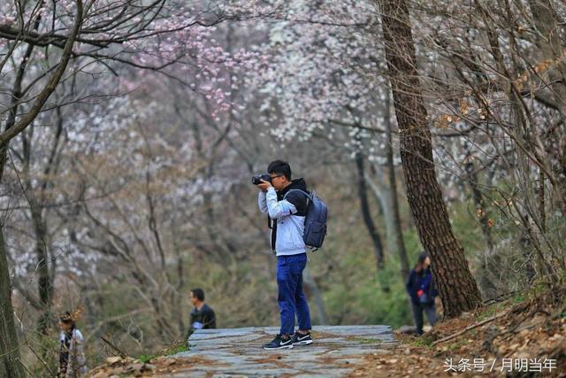 网络大V、汉服美女走进粉色大洪山景区