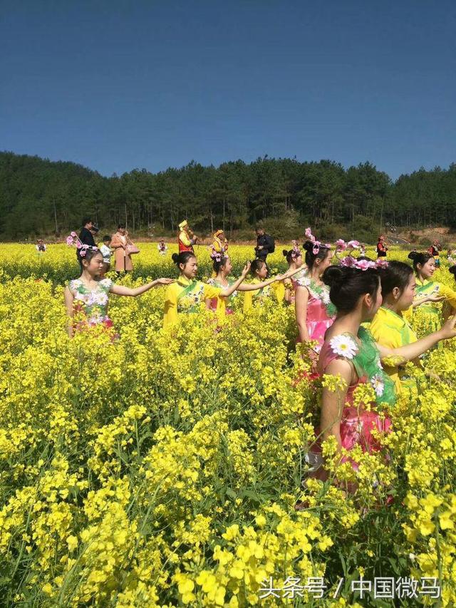 田北油菜花艳艳—画村美镇花儿开