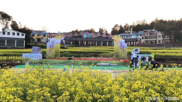 田北油菜花艳艳—画村美镇花儿开