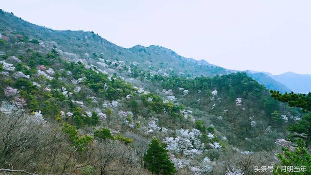 网络大V、汉服美女走进粉色大洪山景区