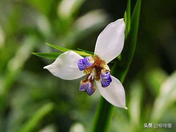 鸢尾好看不好拍？20张照片图解10个摄影技巧，小小草花拍大片