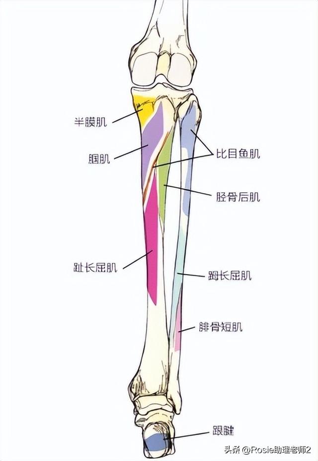 张元英逆天美腿变腿神，O型腿如何变笔直？4步轻松改善