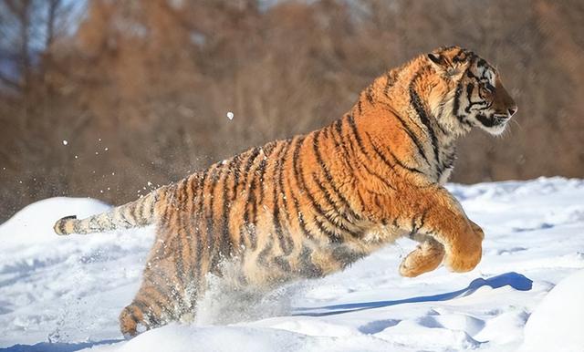 “东北虎女王”克里斯汀，数月内杀26头野猪，中枪还咬掉猎人手指