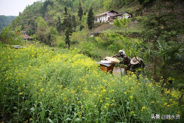 90后女大学生回秦岭老家养蜂，老公从上海追到深山陪她养蜂