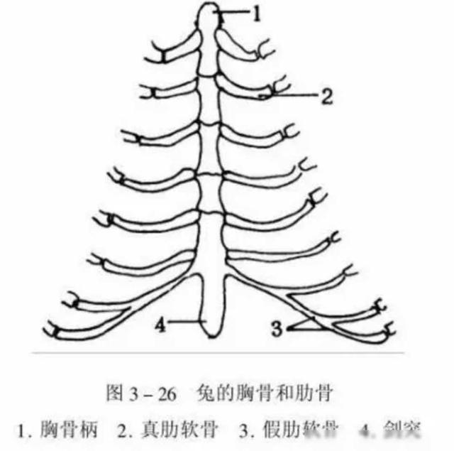 谷爱凌居然把胸勒成这样？！网友：看着十级难受……