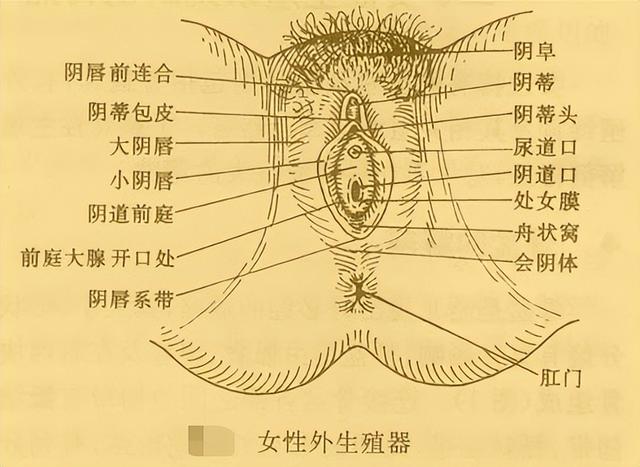 女性私密也会“发出声音”，女生的3个冷知识，很多女性不了解