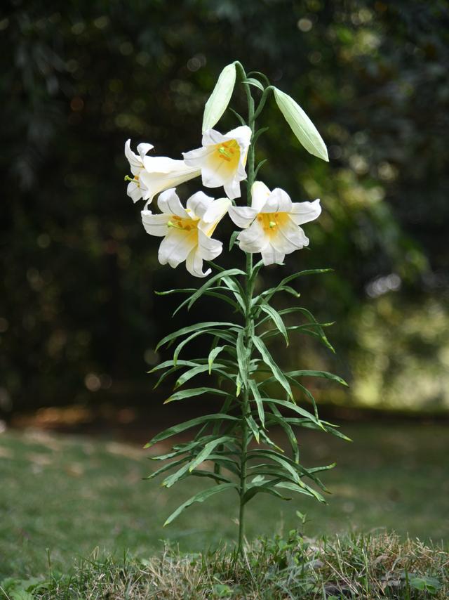 封面的花好美！啥？都是纸做的