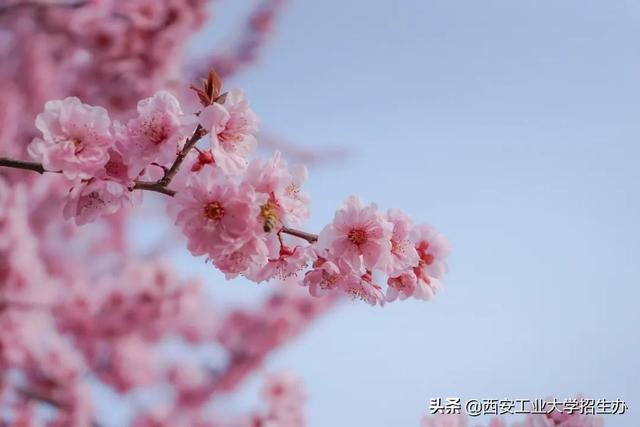 高清大图，惊艳来袭！一起来看西安工业大学的“最美校花”