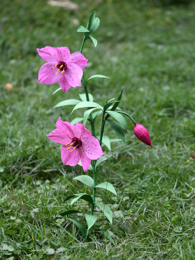 封面的花好美！啥？都是纸做的