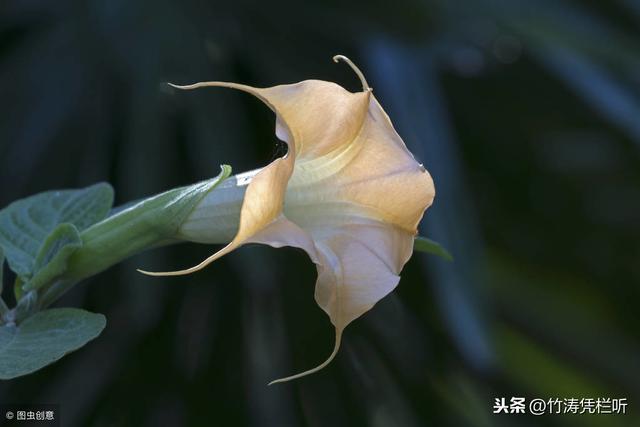 花中美女蛇曼陀罗