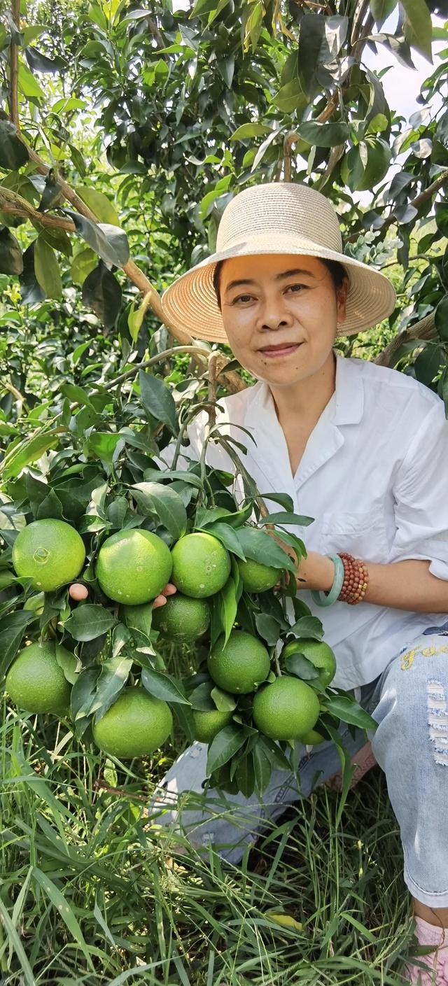 柑橘专家推荐“果冻桔”升级版，丰产担心树压断，抗病管理更简单