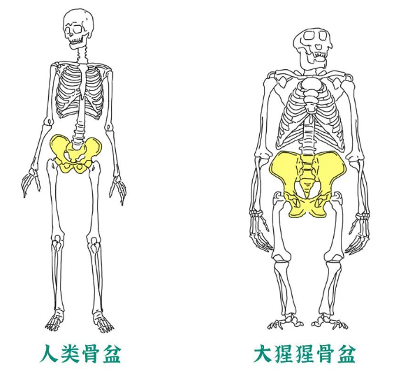 漫画科普：女生身体构造的五个“小秘密”～