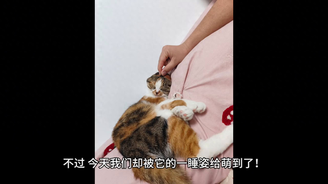 猫奴们集合啦！这位可爱小三花猫的睡觉姿势萌到了