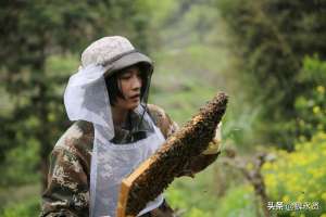 美女养蜂口(90后女大学生回秦岭老家养蜂，老公从上海追到深山陪她养蜂)