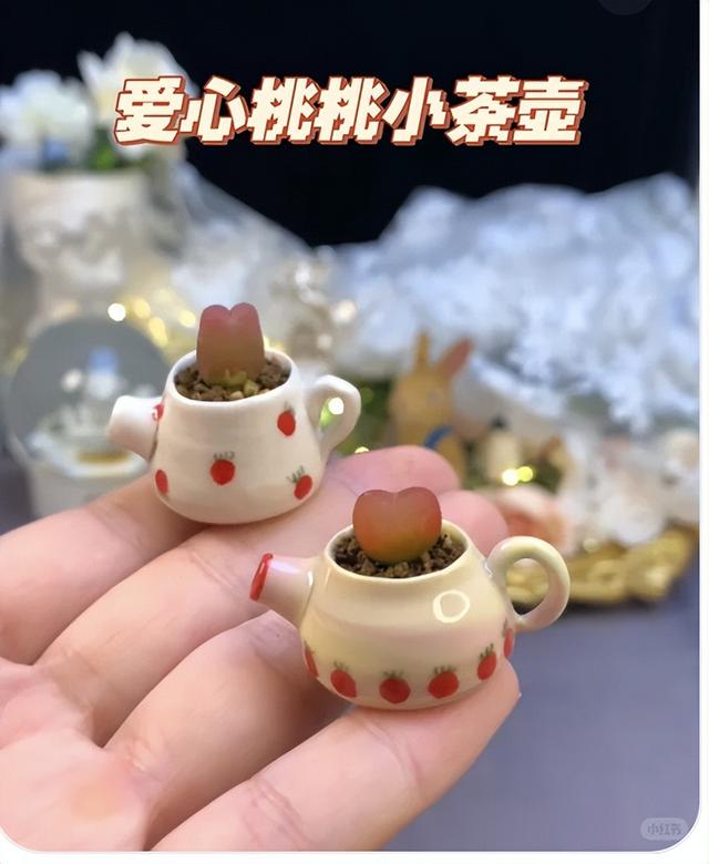 云南一美女，“茶壶养多肉”走红，网友：萌化了心，好治愈