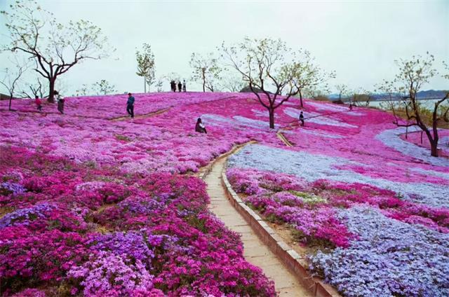 10种“小爆花”，撒几粒种子，俩月开成花海，太震撼了