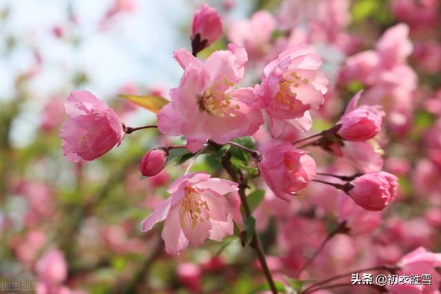 龚自珍壮丽海棠落花诗：八万四千天女洗脸罢，齐向此地倾胭脂